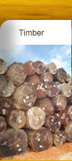Timber
